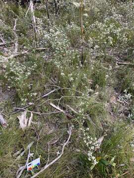 Image of Caladenia rigida R. S. Rogers