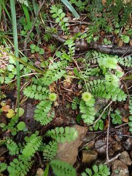 صورة Leptinella squalida Hook. fil.