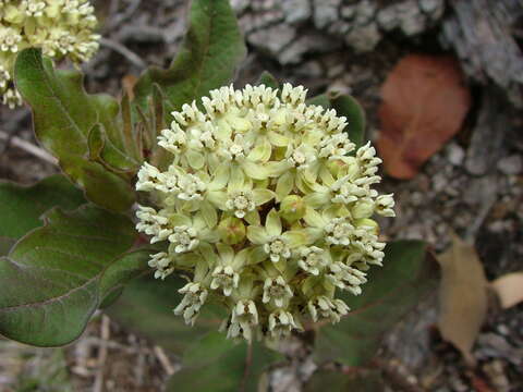 Image of Asclepias pringlei (Greenm.) R. E. Woodson