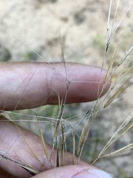 Imagem de Aristida tuberculosa Nutt.