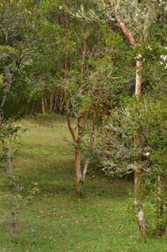 صورة Luma apiculata (A. P. de Candolle) Burret