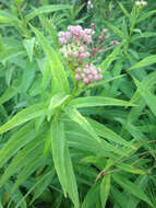 Image of swamp milkweed