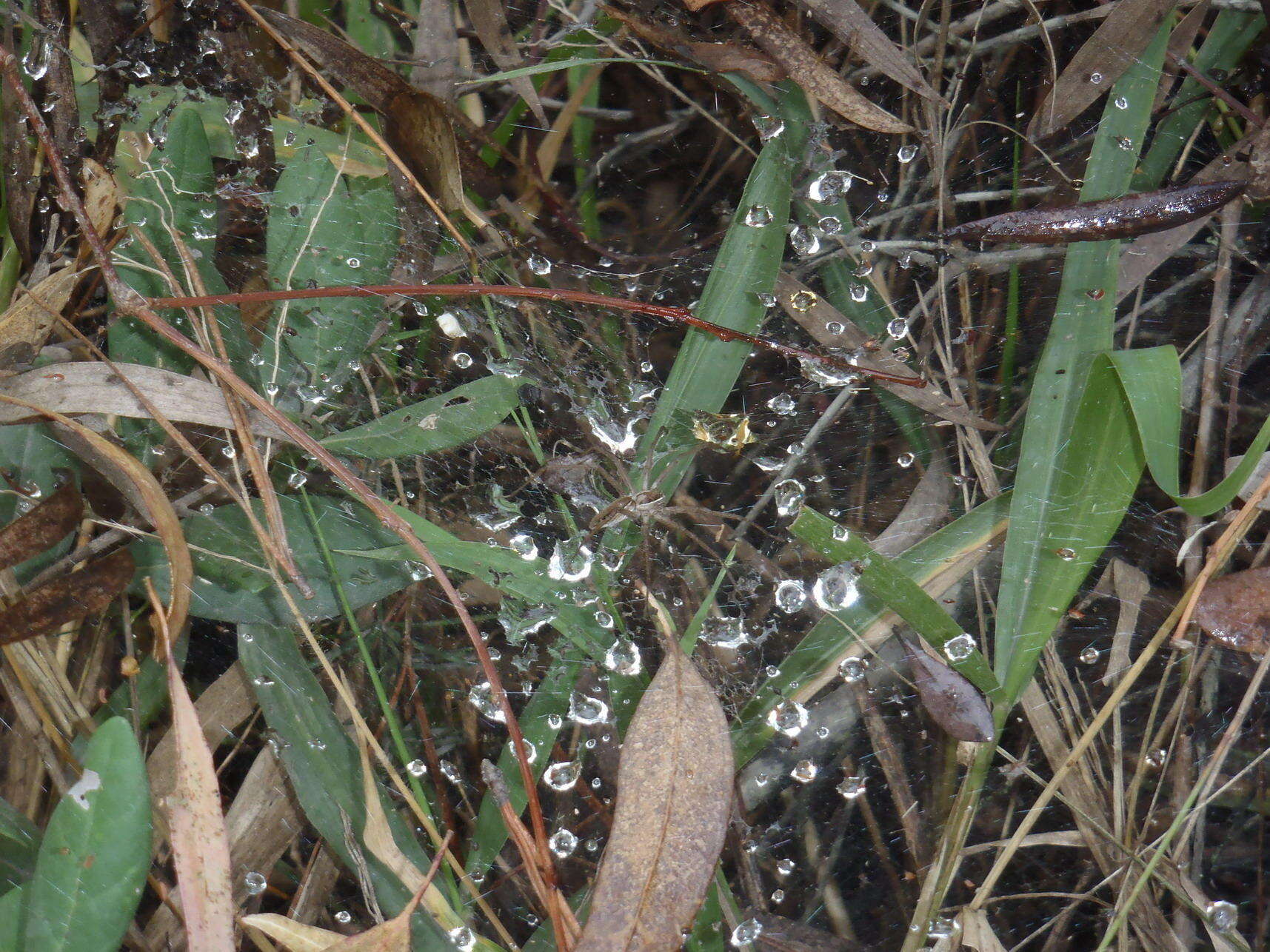 Image of Euprosthenopsis pulchella (Pocock 1902)