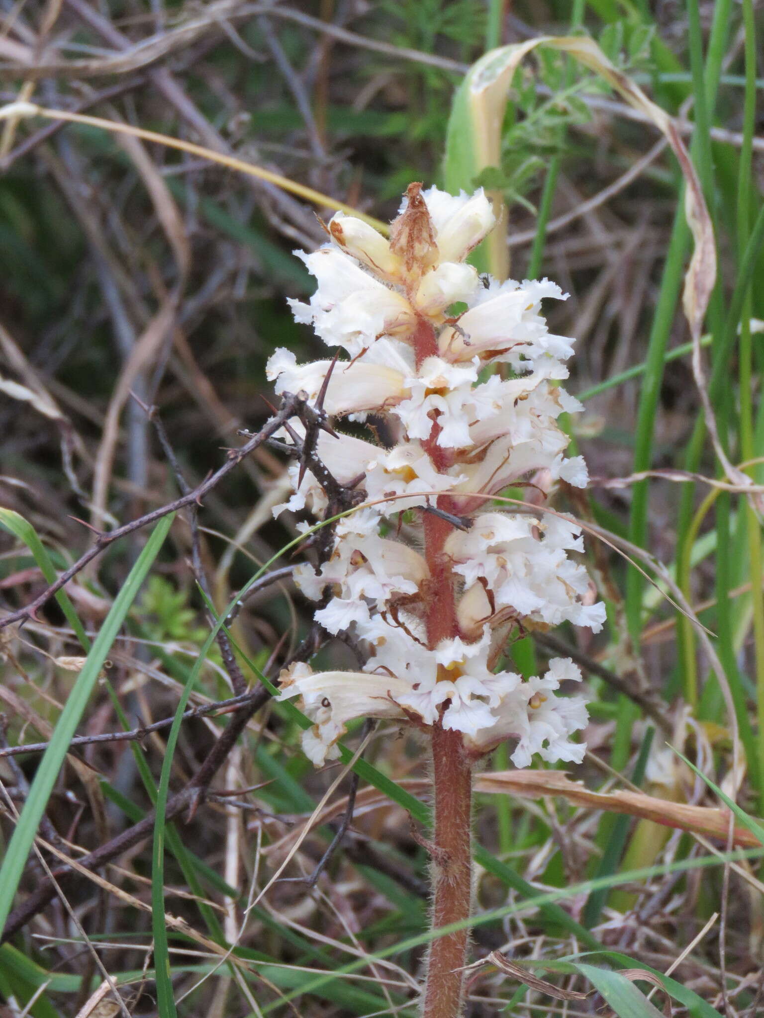 Image de Orobanche crenata Forsskál