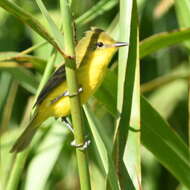 Image of Subtropical Doradito