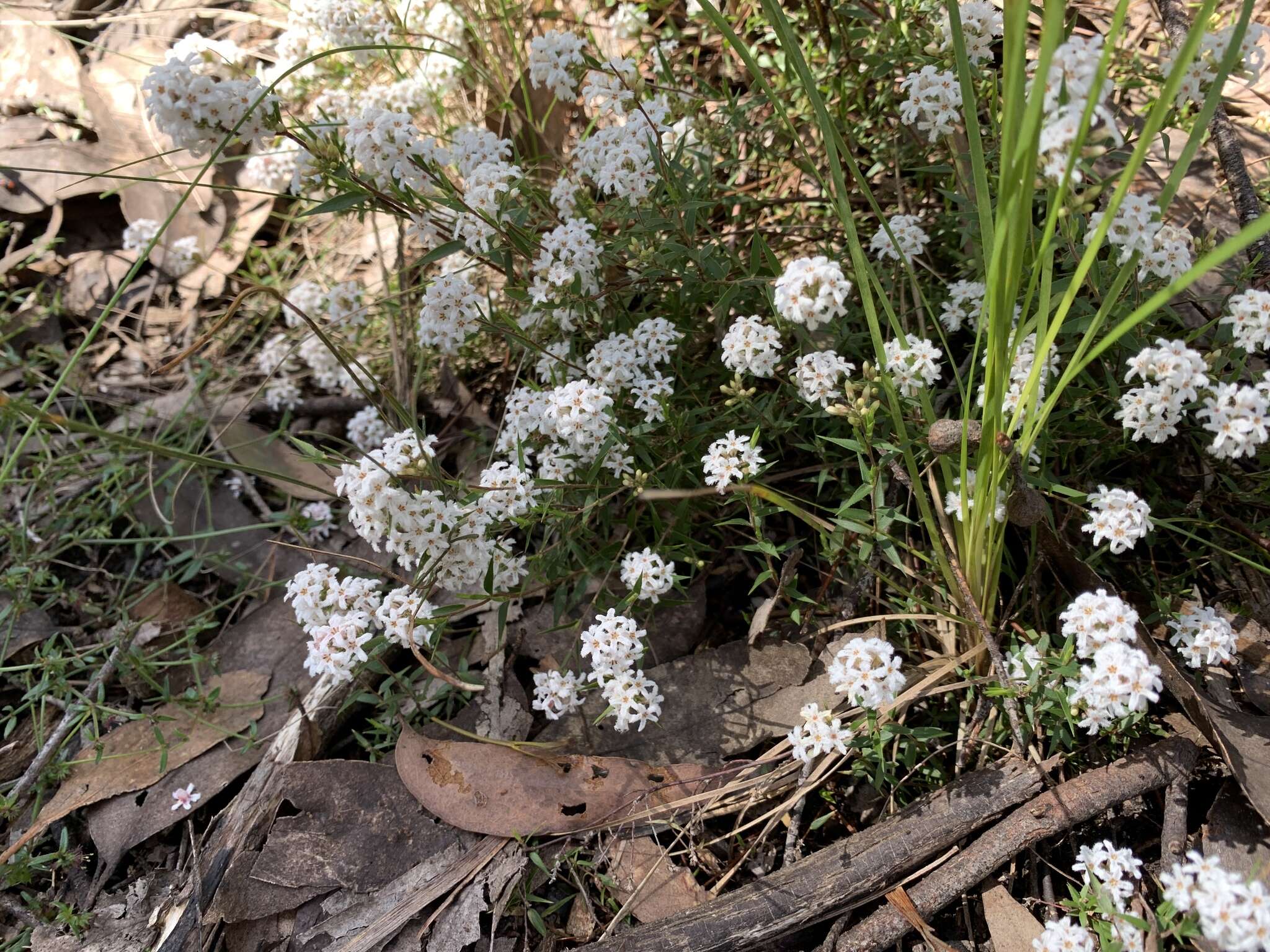 Image of Leucopogon virgatus var. virgatus