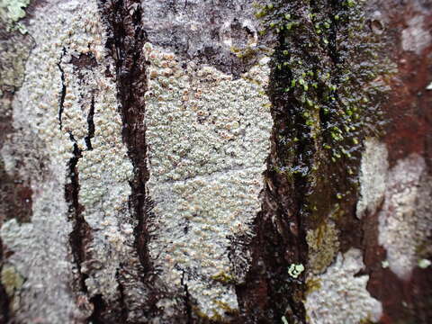 Image de Lecanora hybocarpa (Tuck.) Brodo