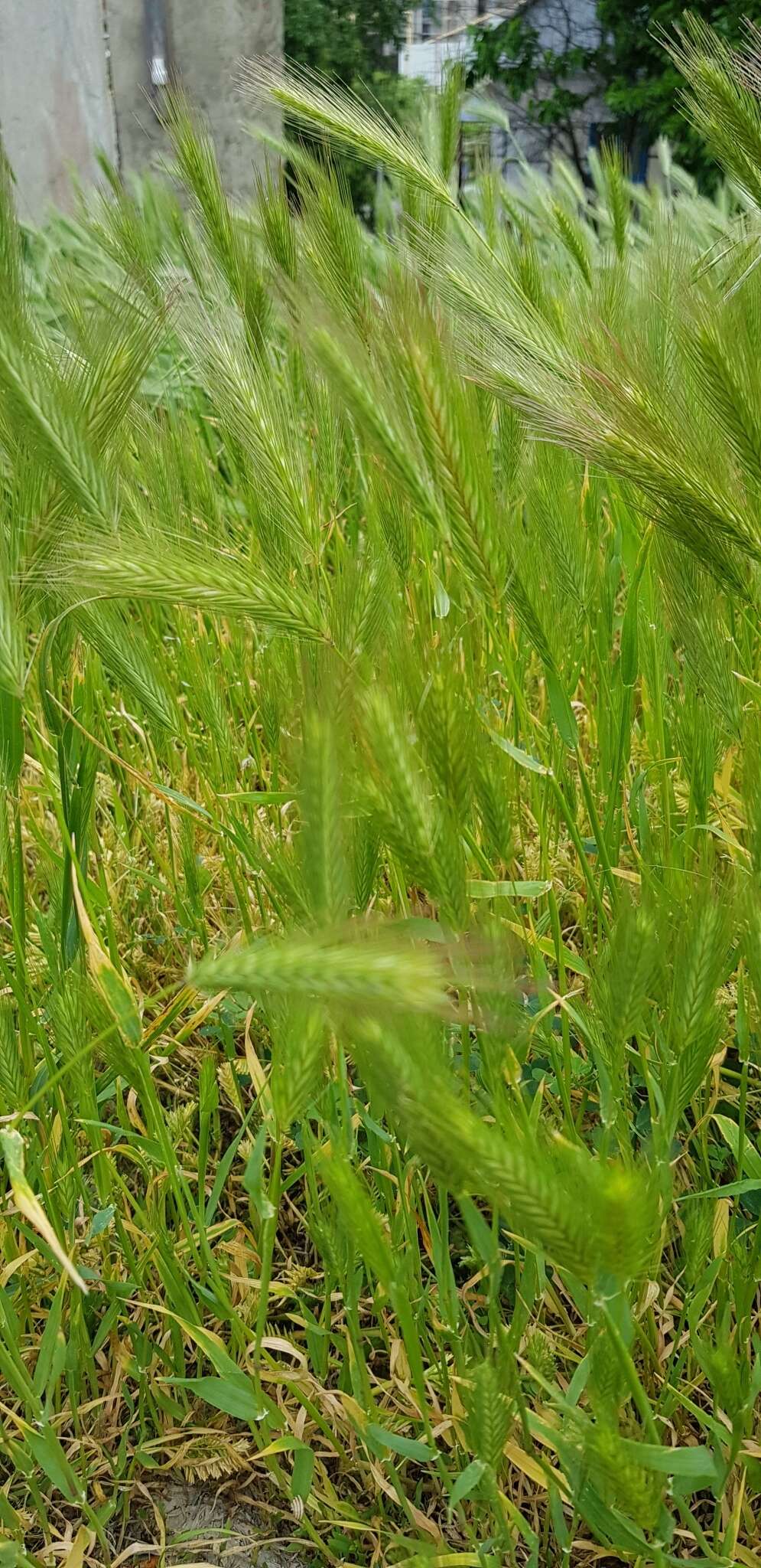 Image of hare barley