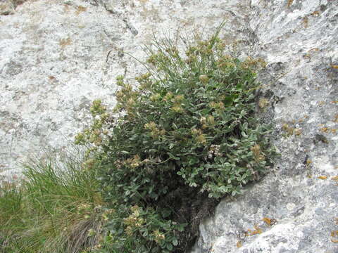 Слика од Potentilla oweriniana Rupr. ex Boiss.