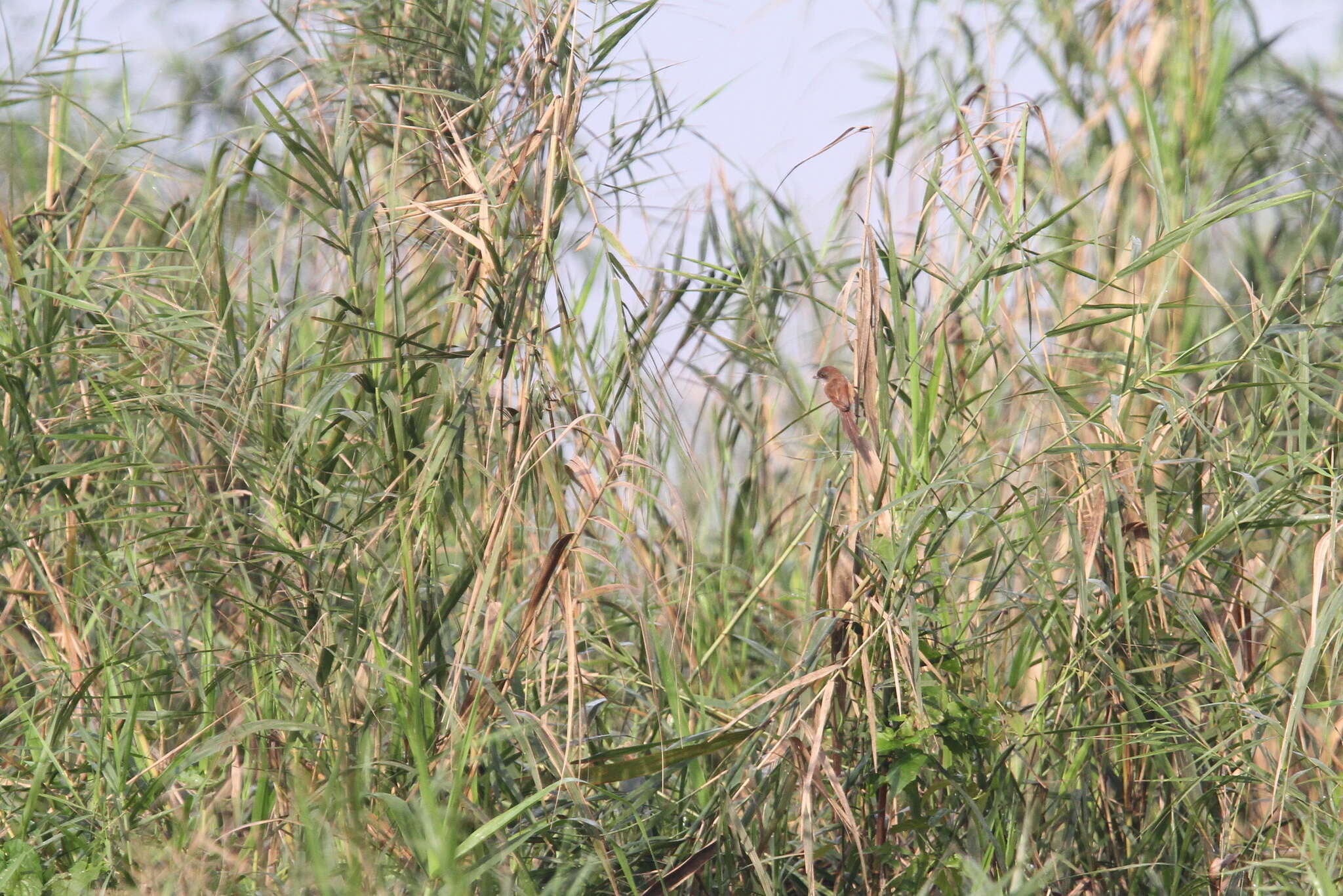 Image of Jerdon's Babbler