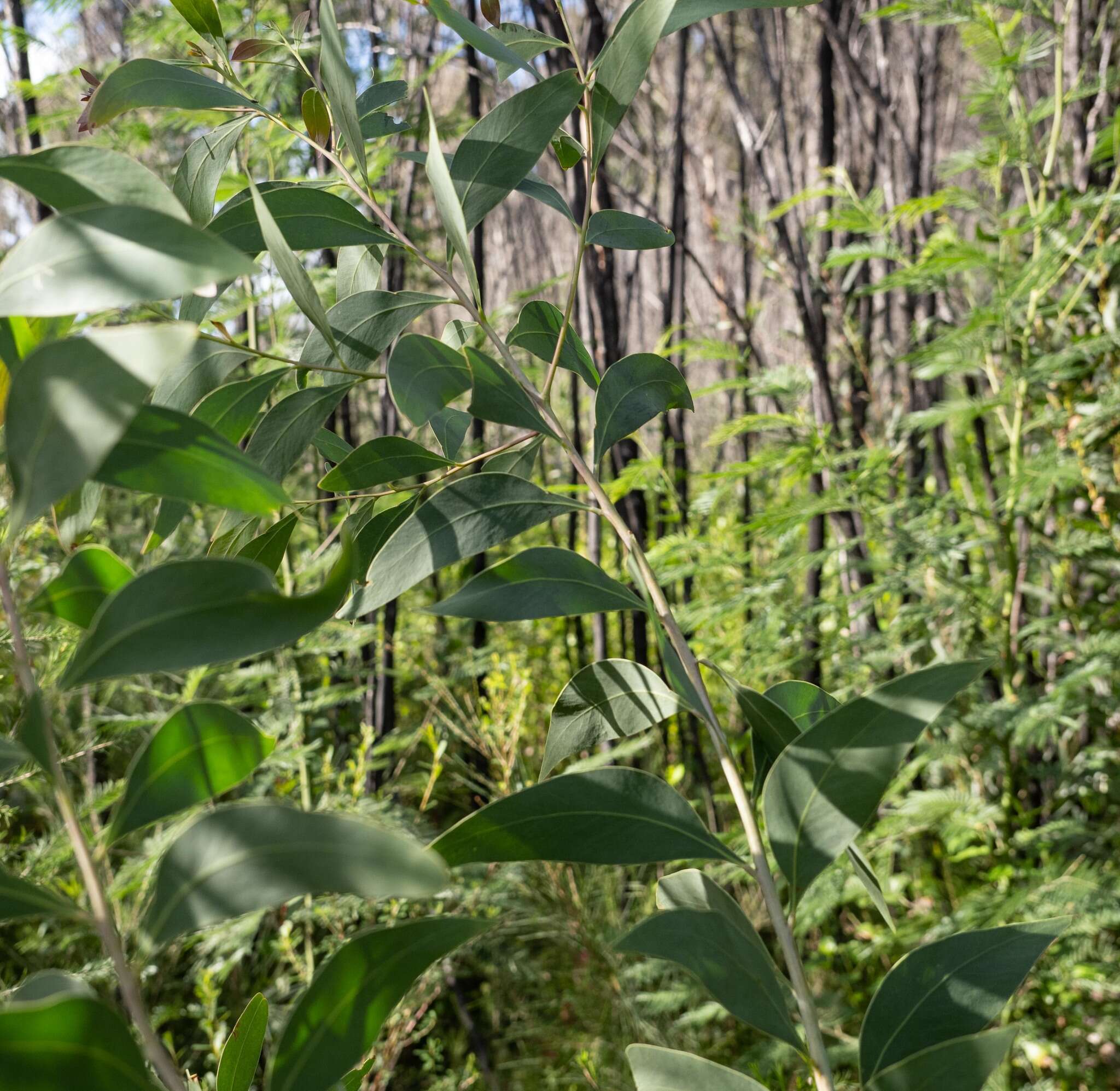 Image of Acacia falciformis DC.