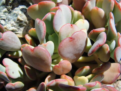 Image of Sedum kiersteadiae