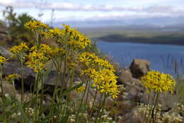 Image of Small Black-Tip Ragwort