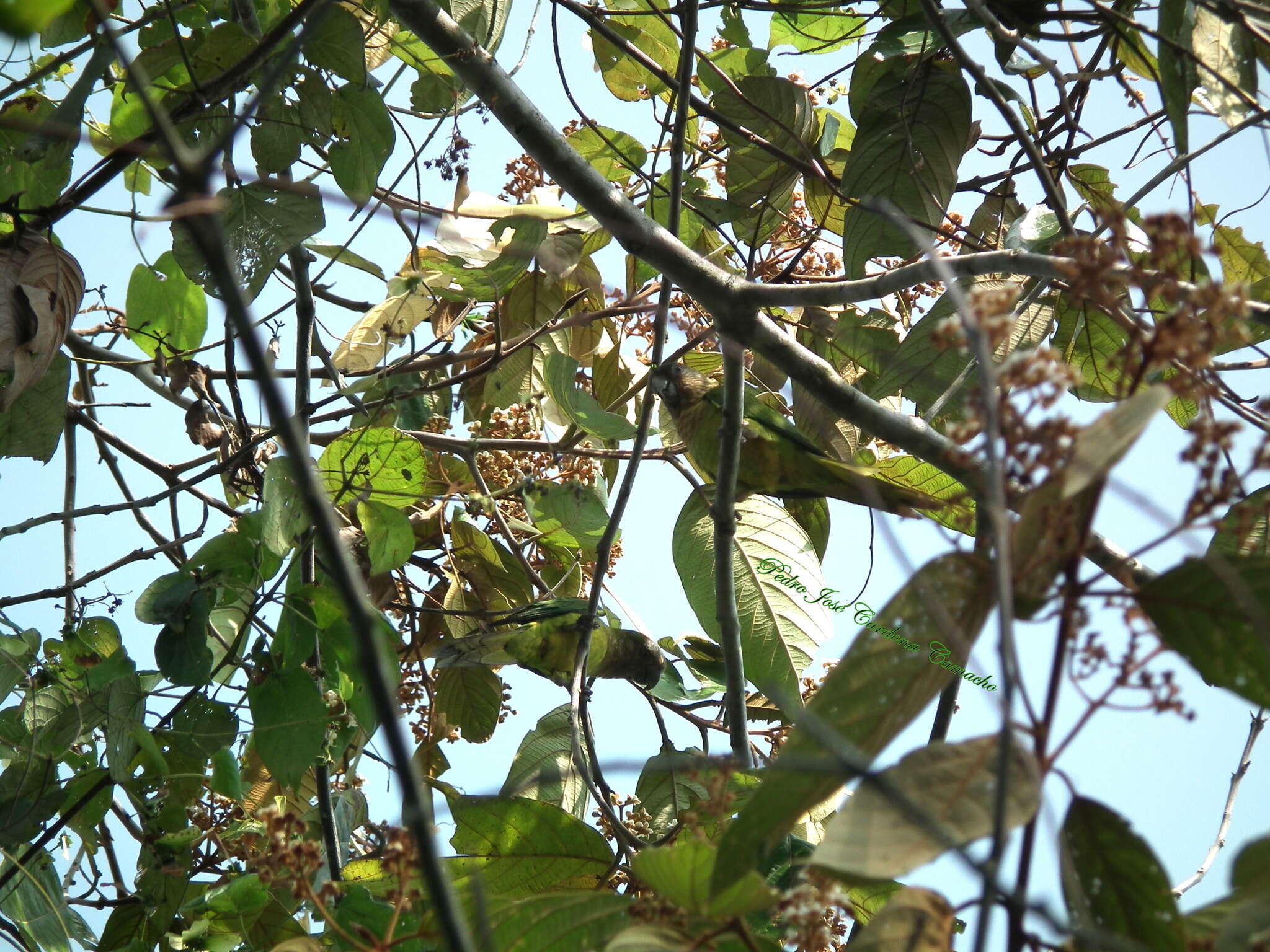 Image of Eupsittula pertinax aeruginosa (Linnaeus 1758)