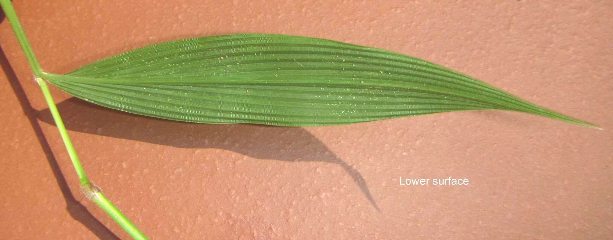 Image of bigleaf bristlegrass