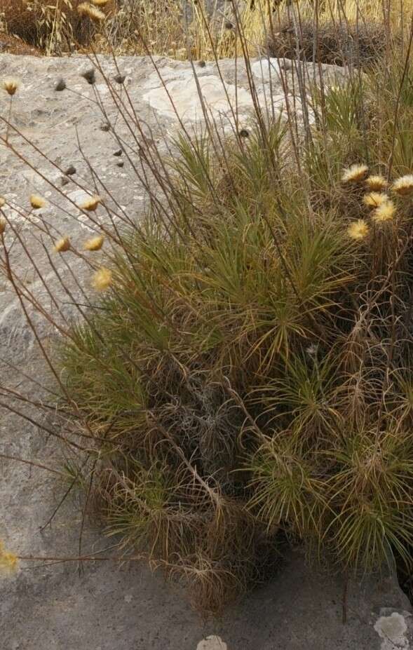 Image de Ptilostemon gnaphaloides subsp. pseudofruticosus (Pamp.) W. Greuter