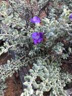 Image of Eremophila cordatisepala L. S. Smith