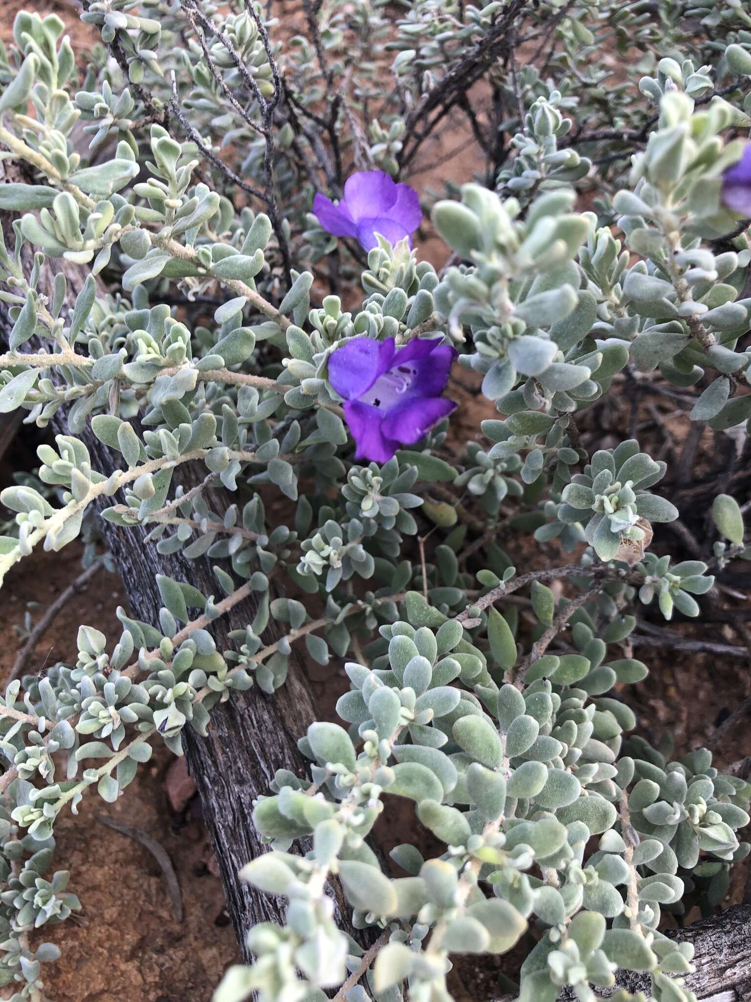 Imagem de Eremophila cordatisepala L. S. Smith