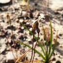 Image of Cyanella alba subsp. minor J. C. Manning