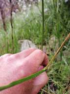 Image of Schizorhiza neglecta (Goldblatt) Goldblatt & J. C. Manning