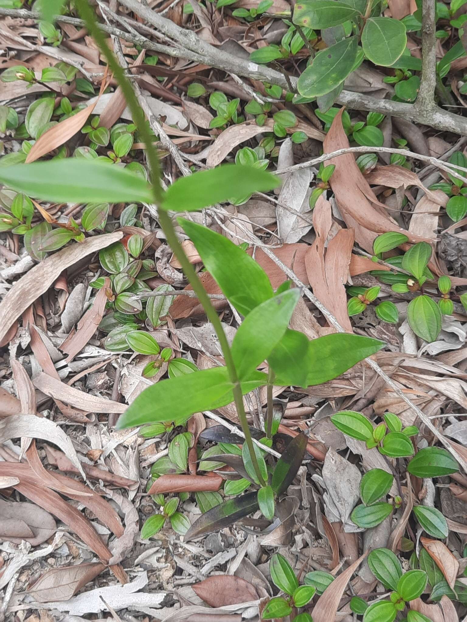 Image of Hedyotis lancea Thunb. ex Maxim.