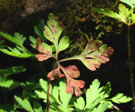 Image of Coleroa robertiani (Fr.) E. Müll. 1962