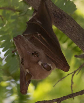 Image of Gambian Epauletted Fruit Bat