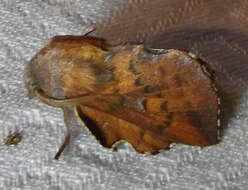 Image of American Lappet Moth