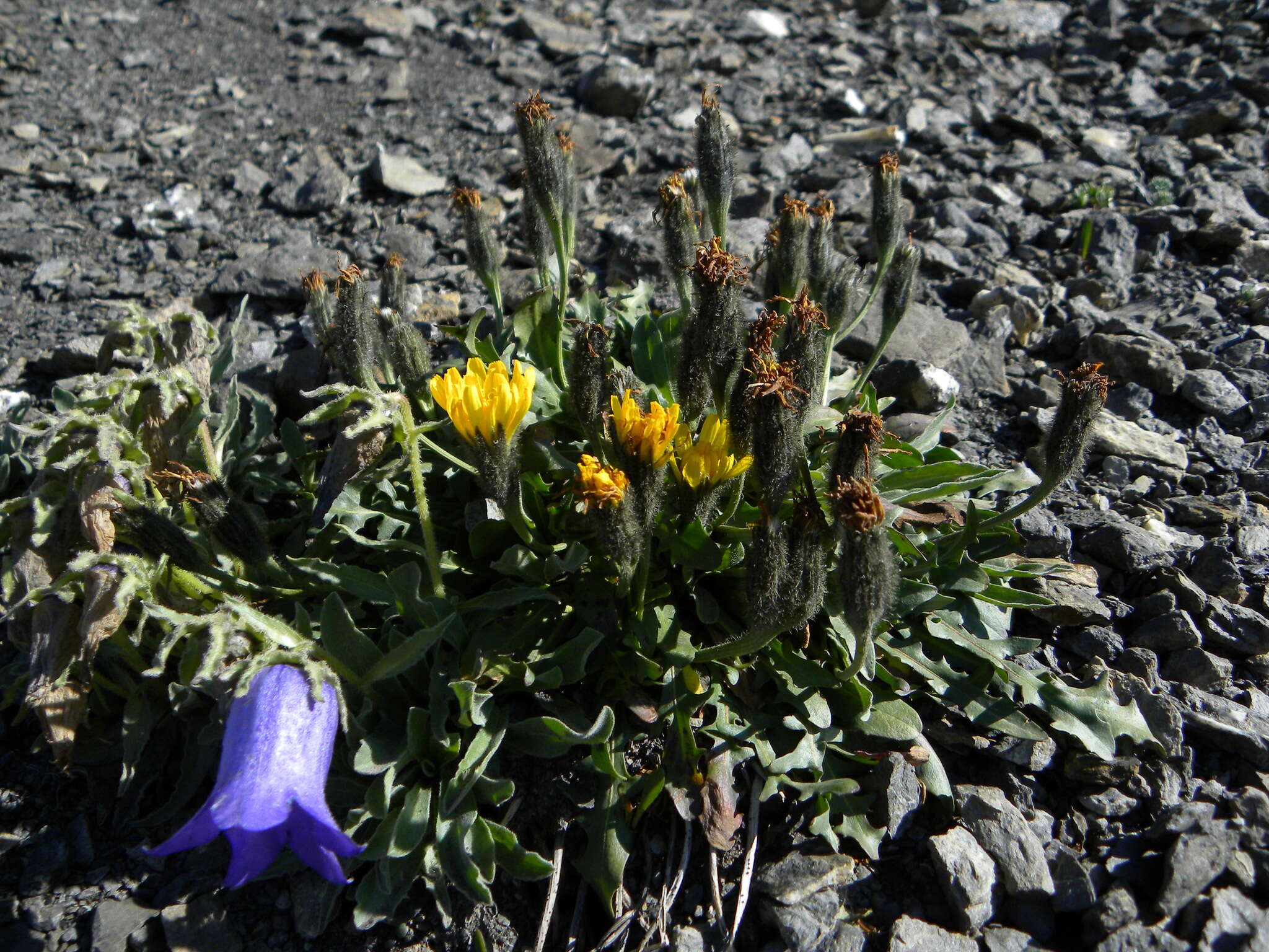 Image of Scorzoneroides montana (Lam.) J. Holub