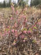 Image of Alaska blueberry