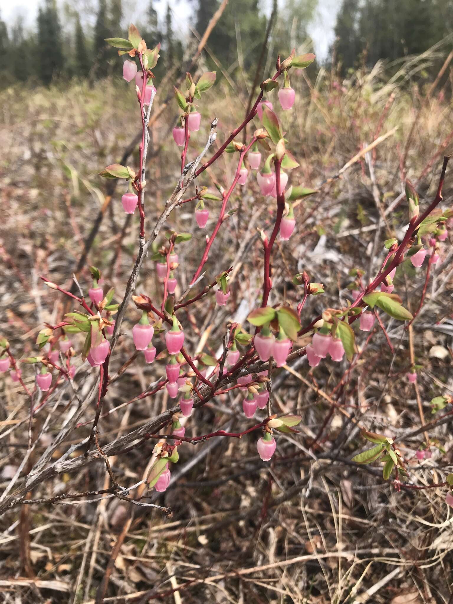 Image of Alaska blueberry