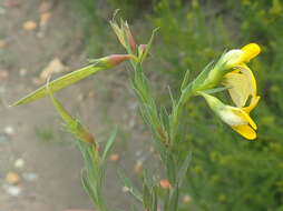 Слика од Aspalathus angustifolia subsp. angustifolia