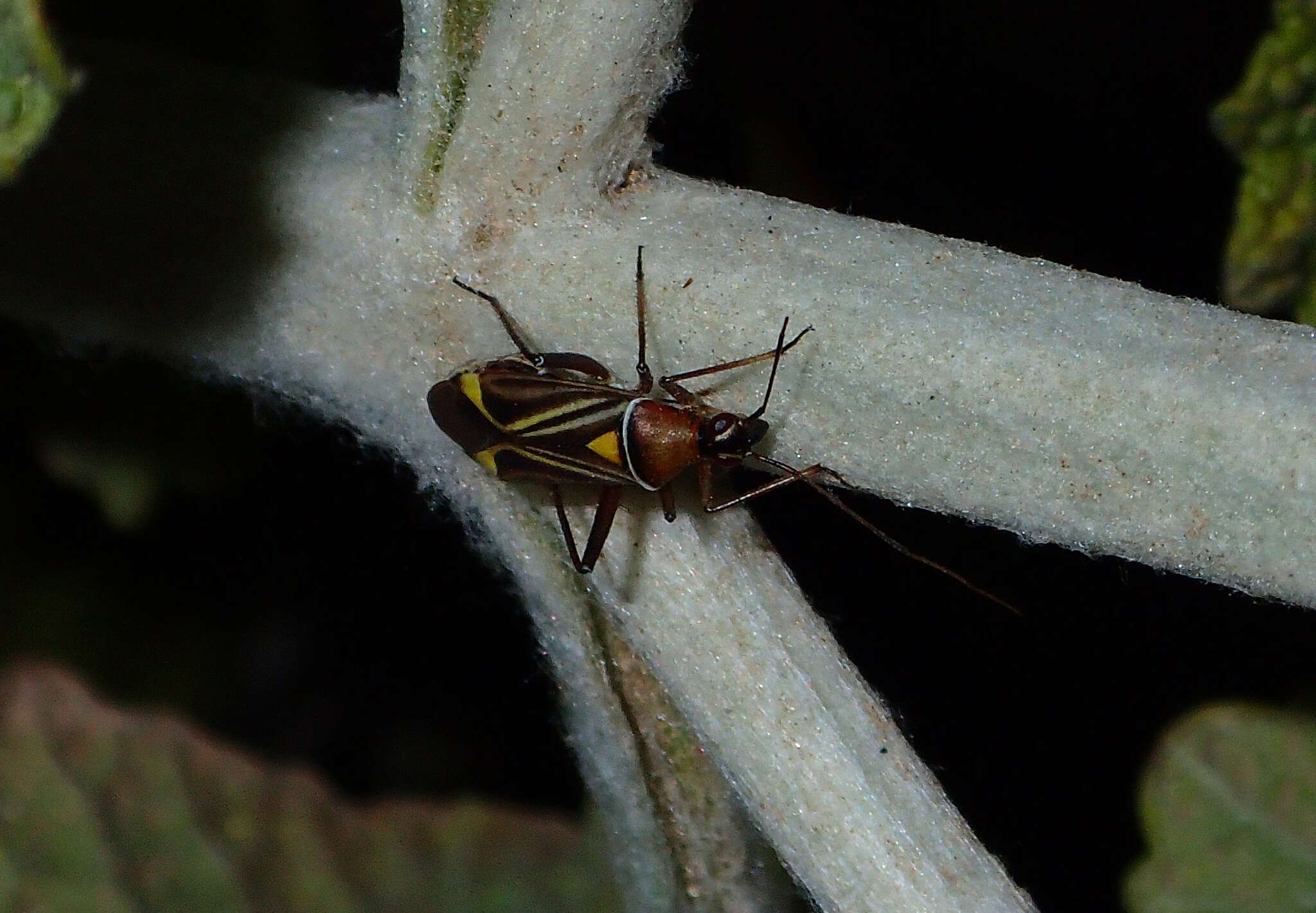 Image of Closterocoris amoenus (Provancher 1887)