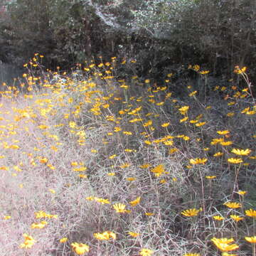 Image of swamp sunflower