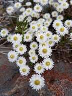 Plancia ëd Anaphalioides bellidioides (G. Forst.) D. Glenny