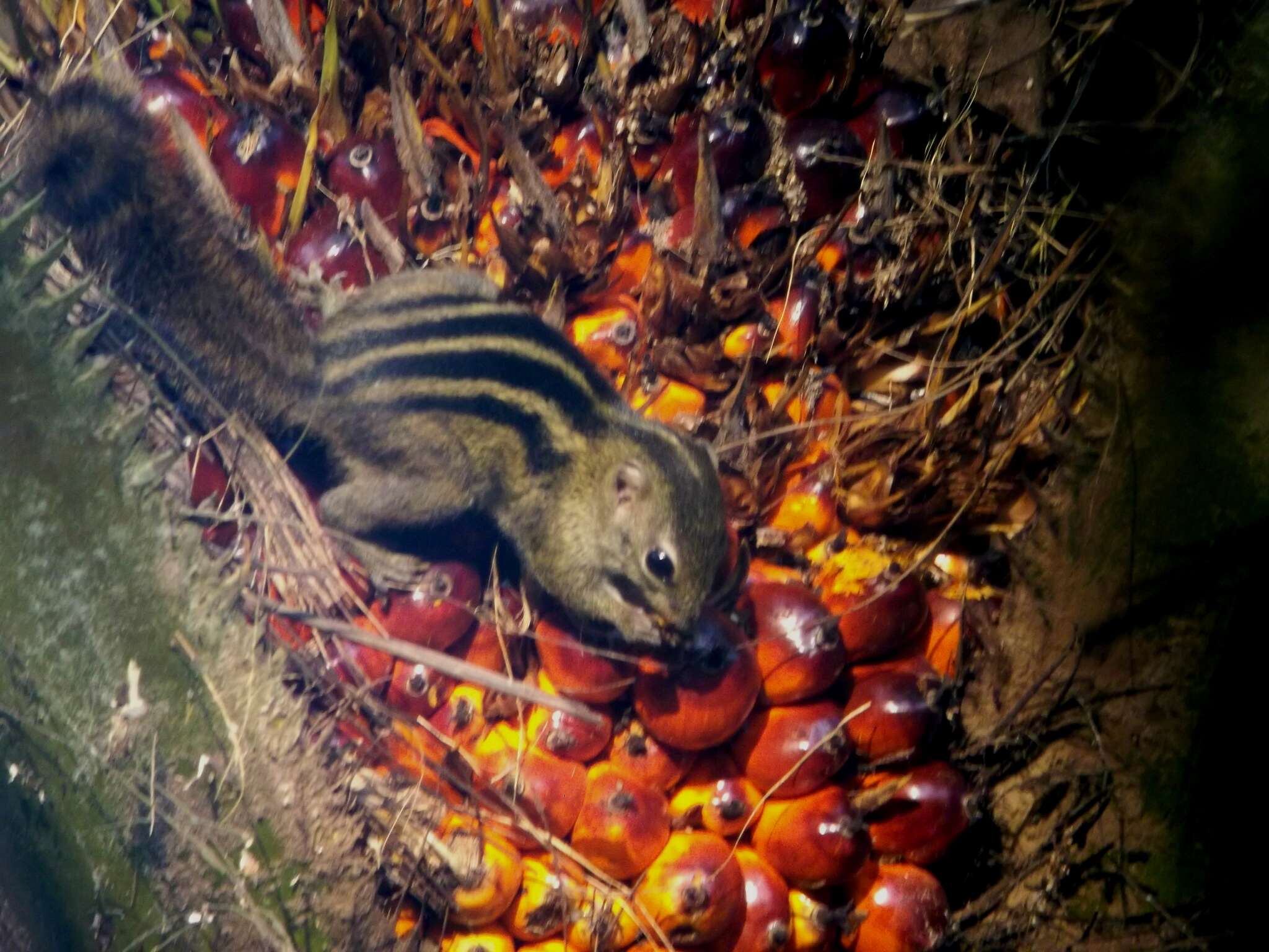 Image of Lady Burton's Rope Squirrel