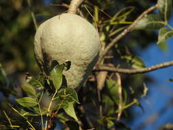 Image de Swietenia humilis Zucc.