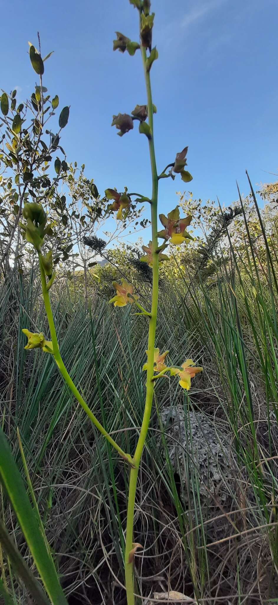 Image of Cyrtopodium eugenii Rchb. fil. & Warm.