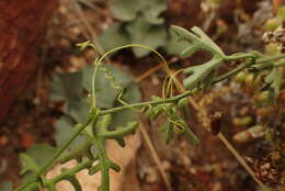 Kedrostis capensis (Sond.) A. Meeuse resmi