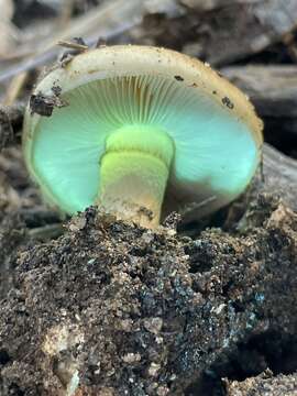 Image of Pholiota brunnescens A. H. Sm. & Hesler 1968