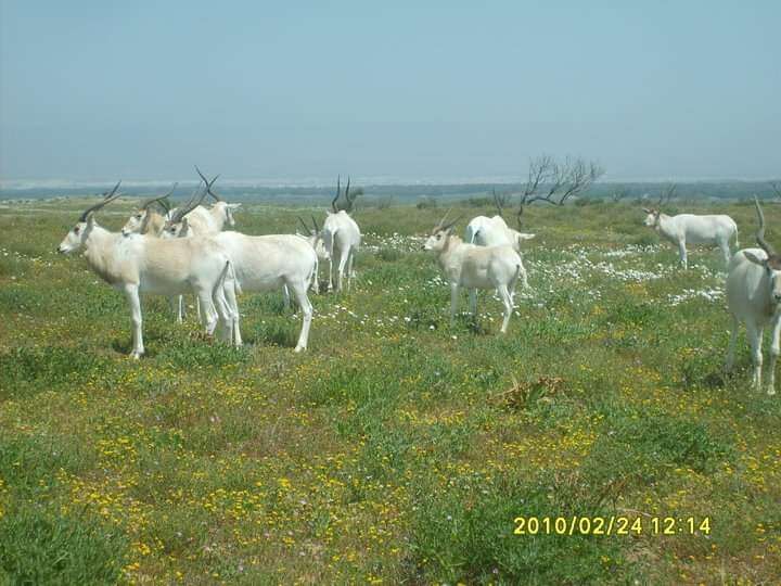 Image of Addax