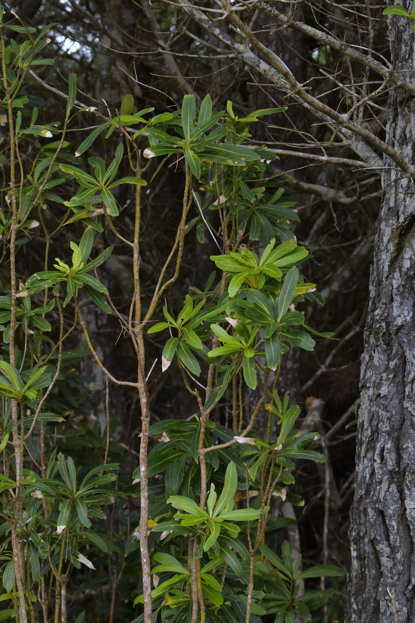 Image of Pseudopanax chathamicus Kirk