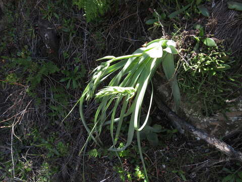 Image de Albuca deaconii van Jaarsv.