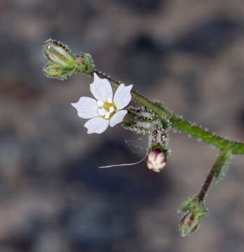 Imagem de Aliciella leptomeria (A. Gray) J. M. Porter