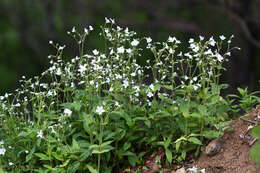 Plancia ëd Cerastium pauciflorum Stev. ex Ser.