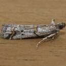 Image of Acrobasis centunculella Mann 1859