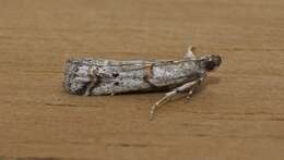 Image of Acrobasis centunculella Mann 1859