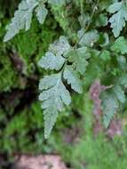 Image of Cut-Leaf Spleenwort