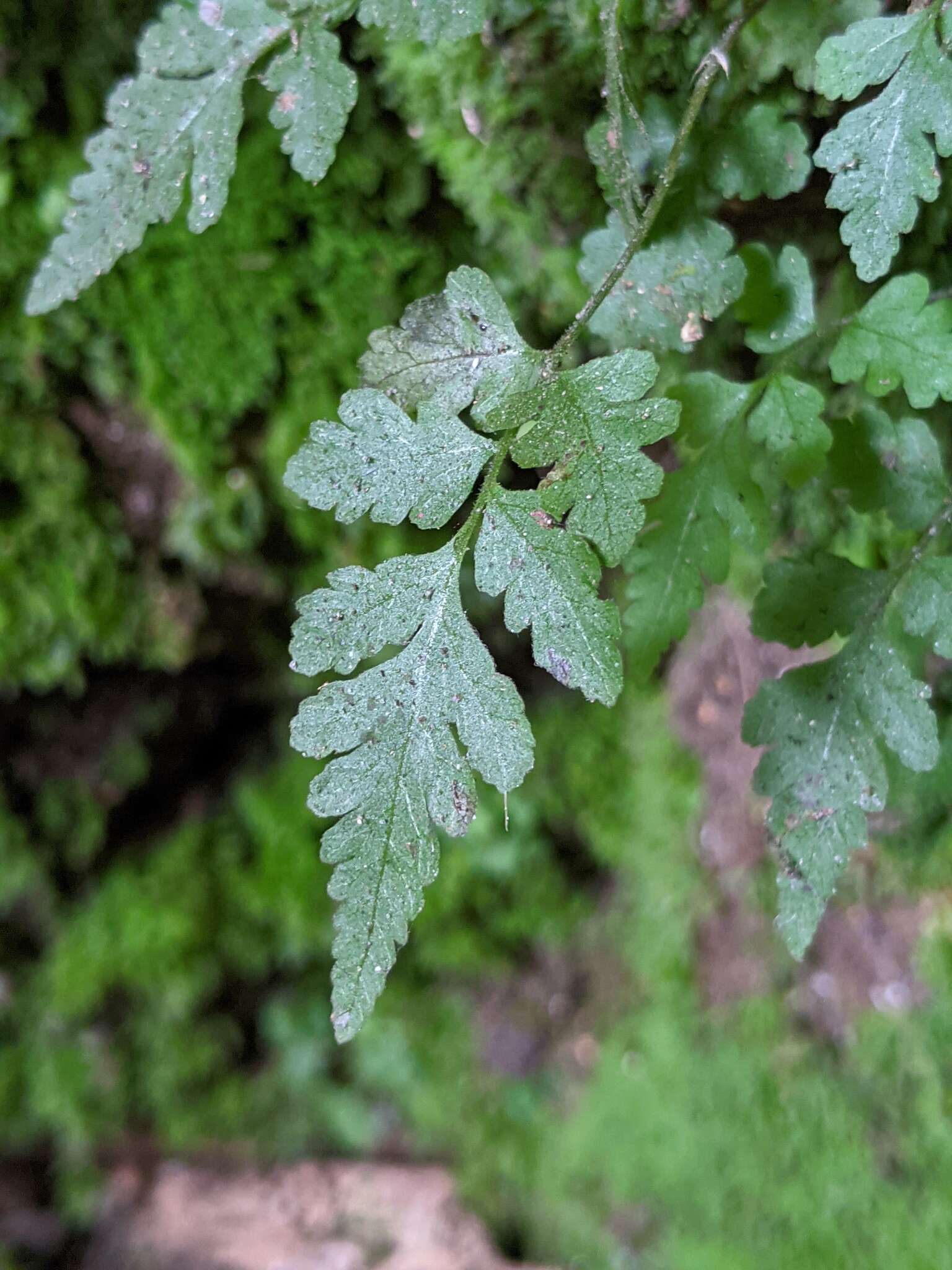 Imagem de Asplenium abscissum Willd.