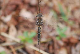 Image of Epitheca spinosa (Hagen ex Selys 1878)